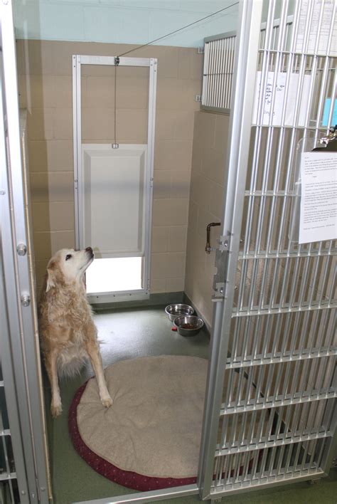 dog boarding stone mountain ga|atlanta pet care stone mountain.